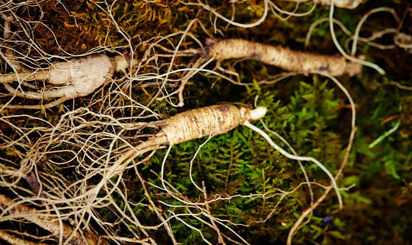 Ginseng: Power for your Mind