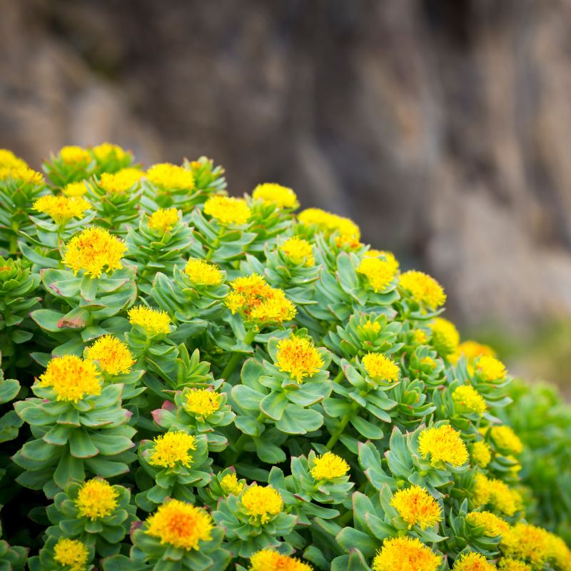 Rhodiola rosea – cápsulas