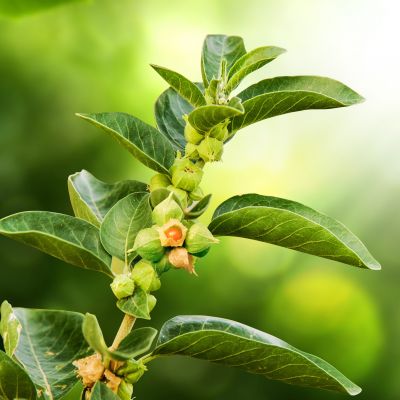 Saf organik ashwagandha – kapsüller