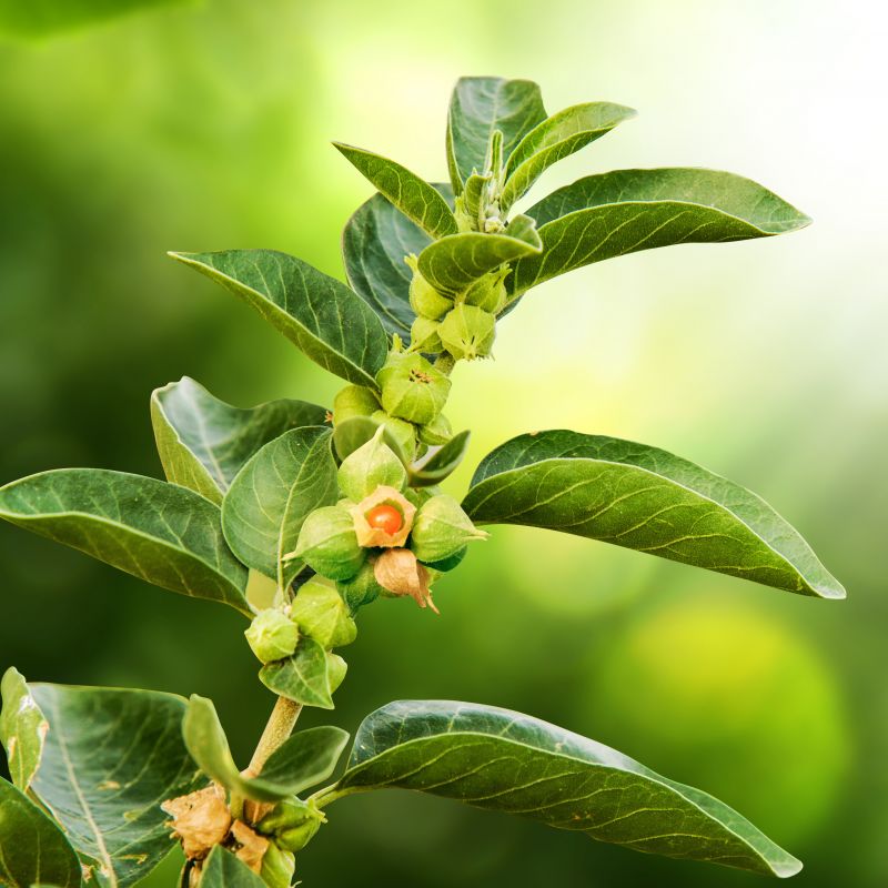 Saf organik ashwagandha – kapsüller